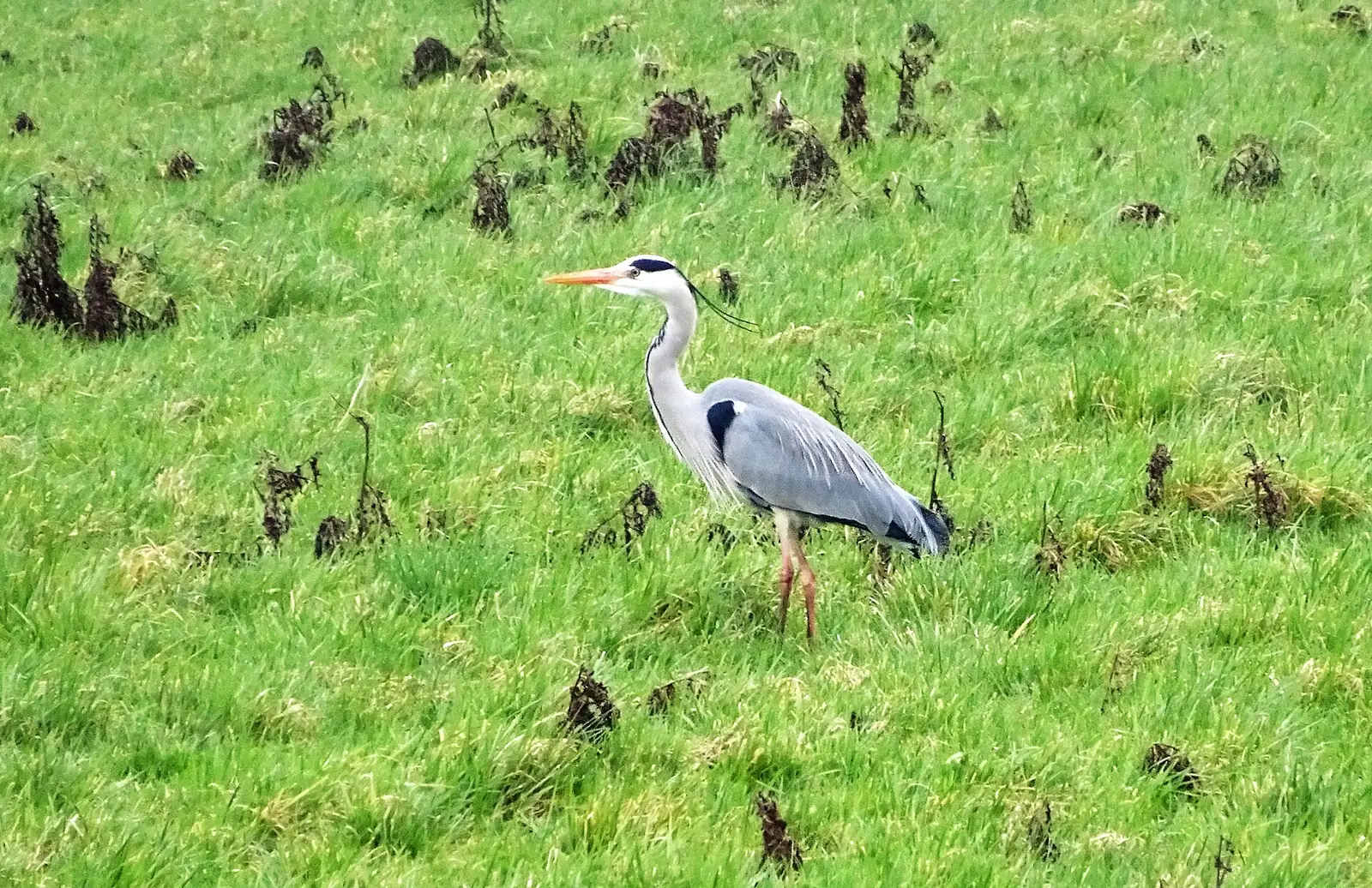 Un héron au parc du Héron